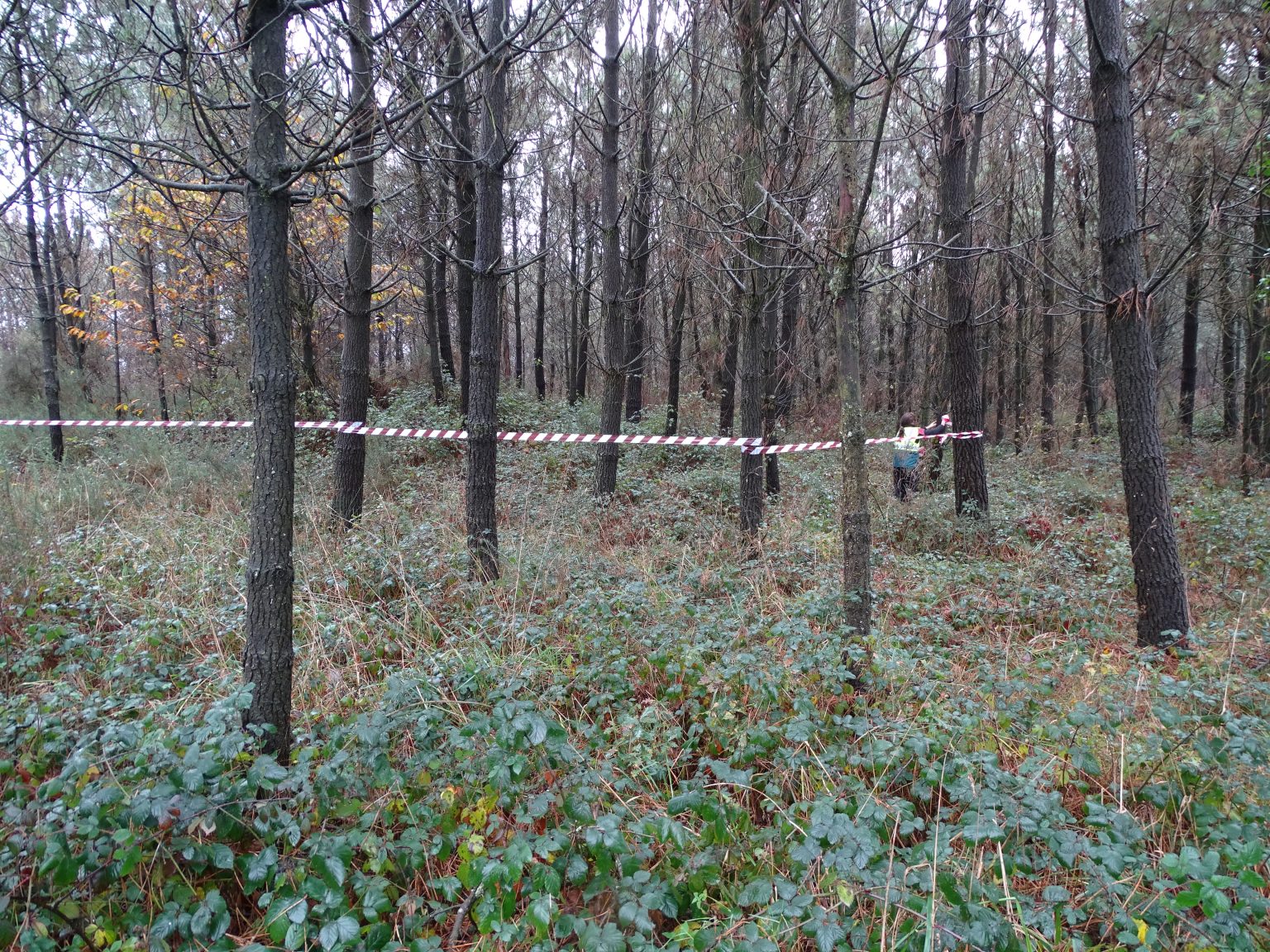 Traballo forestal en Tordoia